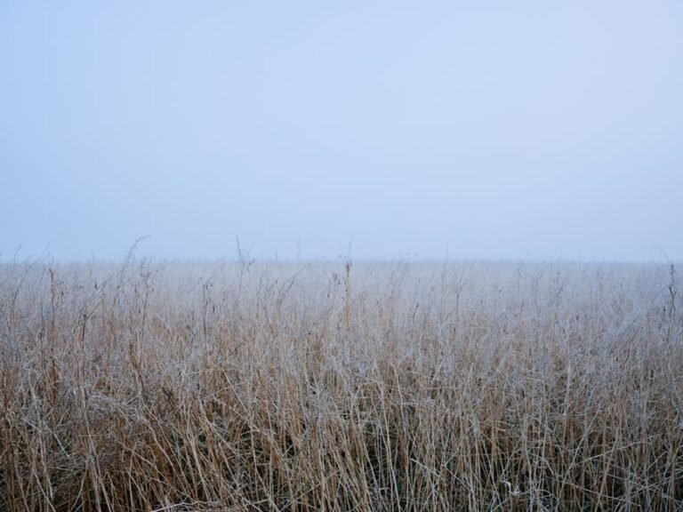 frost field morning