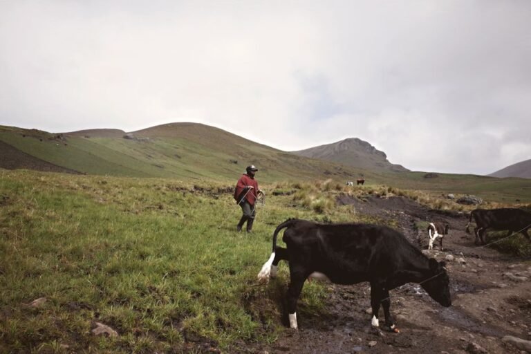 cattle pasture path