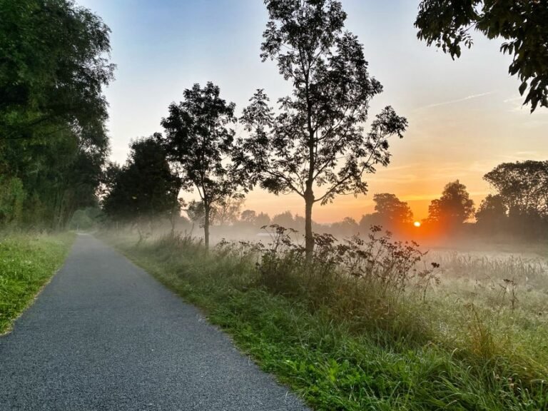 early morning field path