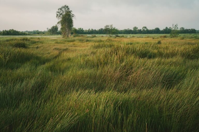 windy open field