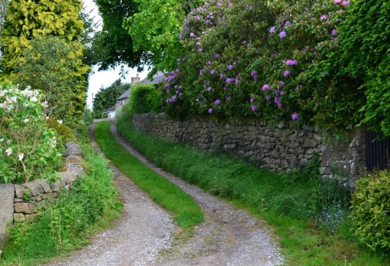 worn footpath hedgerow