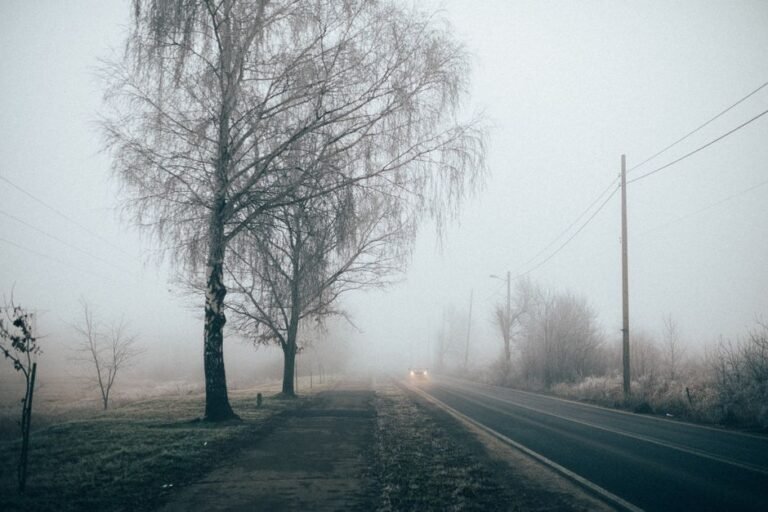 foggy country road