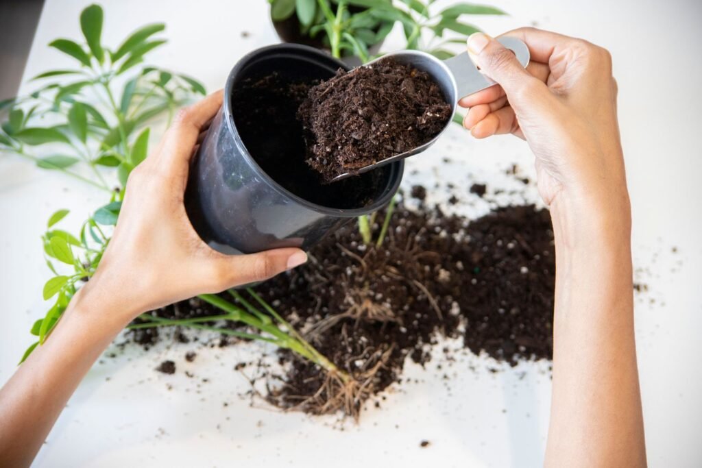 What Farm Lanes Taught Me About Soil, and Why My Windowsill Needed Potting Mix