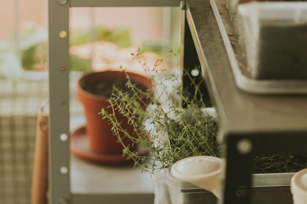 A small pot of thyme growing on an indoor shelf in soft natural light